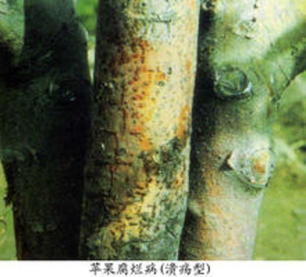 苹果枝溃疡病
