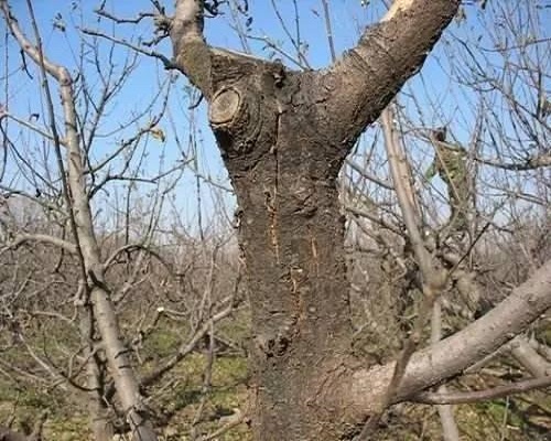 苹果树干枯病