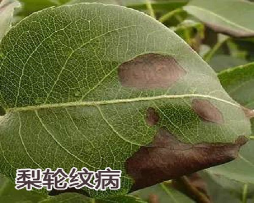 梨轮纹病