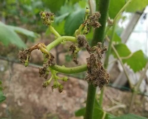 葡萄灰霉病，水溶性肥料