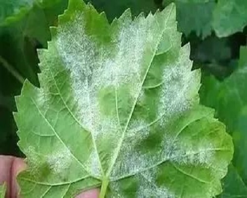 葡萄白粉病,水溶肥批发