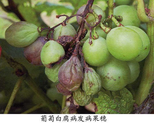 葡萄白腐病,叶面肥生产厂家