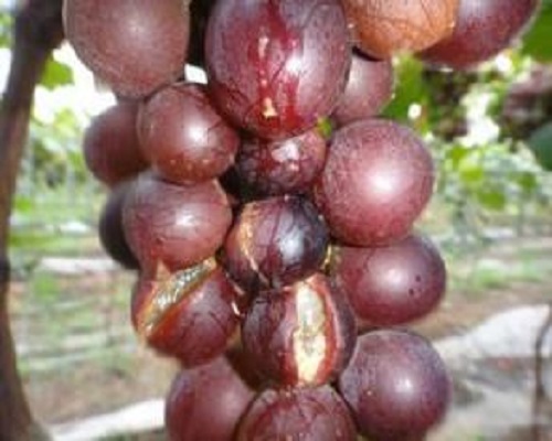 葡萄酸腐病,瓜果蔬菜专用水溶肥 葡萄酸腐病,瓜果蔬菜专用水溶肥