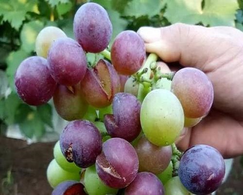 葡萄裂果,叶面肥厂家 葡萄裂果,叶面肥厂家
