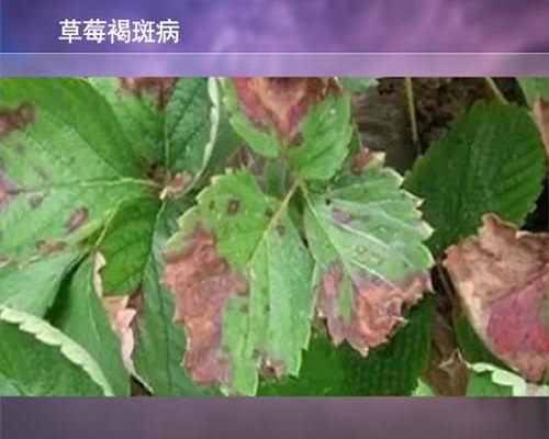 草莓褐斑病,冲施肥 草莓褐斑病,冲施肥