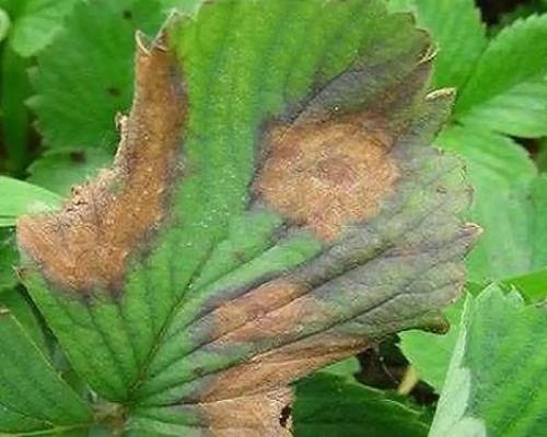 草莓叶枯病,大量元素水溶肥 草莓叶枯病,大量元素水溶肥