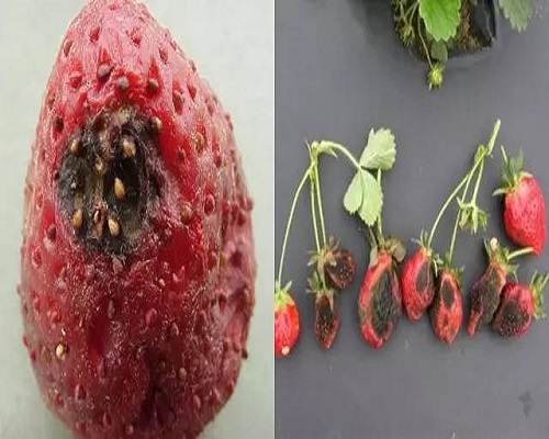 草莓黑斑病,叶面肥厂家批发 草莓黑斑病,叶面肥厂家批发
