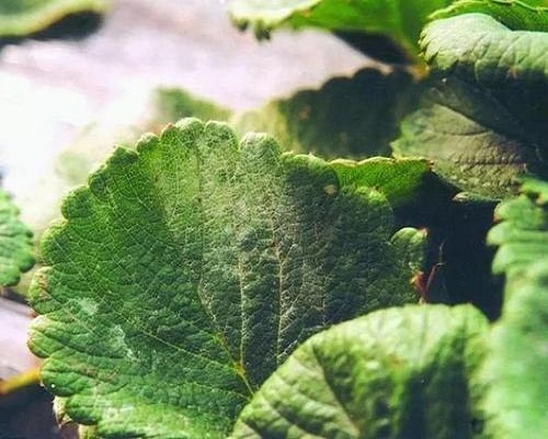 草莓黏菌病,叶面肥批发 草莓黏菌病,叶面肥批发