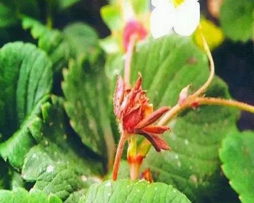 草莓丝核菌芽枯病,滴灌肥