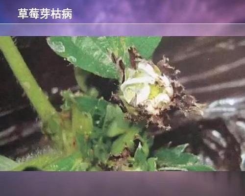 草莓丝核菌芽枯病,滴灌专用肥 草莓丝核菌芽枯病,滴灌专用肥