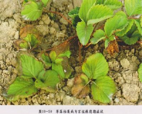 草莓枯萎病,水溶肥厂家