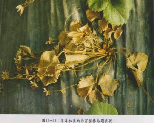 草莓枯萎病,水溶肥生产厂家 草莓枯萎病,水溶肥生产厂家