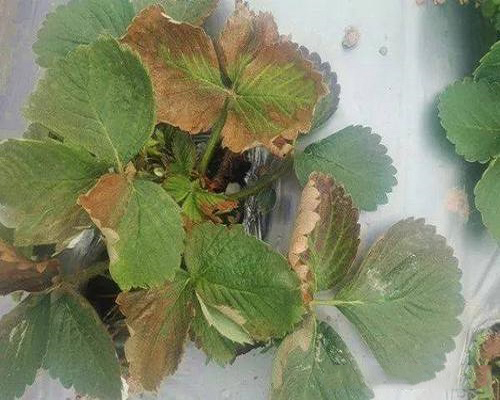 草莓黄萎病,水溶肥料价格 草莓黄萎病,水溶肥料价格