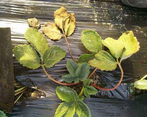 草莓青枯病,冲施肥价格