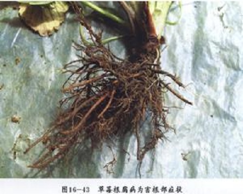 草莓根腐病,国内水溶肥厂家排名 草莓根腐病,国内水溶肥厂家排名