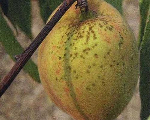 桃疮痂病,科莱茵水溶肥