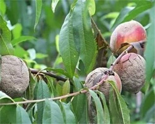 桃褐腐病,叶面肥厂家