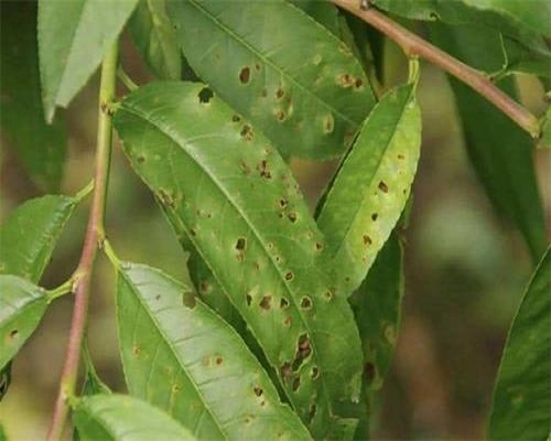 桃细菌性穿孔病,河南水溶肥厂家