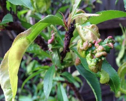 桃缩叶病,微生物菌剂