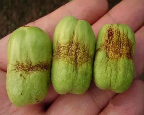 枣缩果病,冬枣专用水溶肥,科莱茵水溶肥