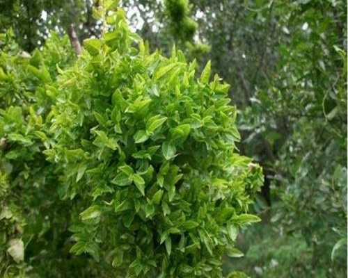枣疯病,微生物菌剂水溶肥