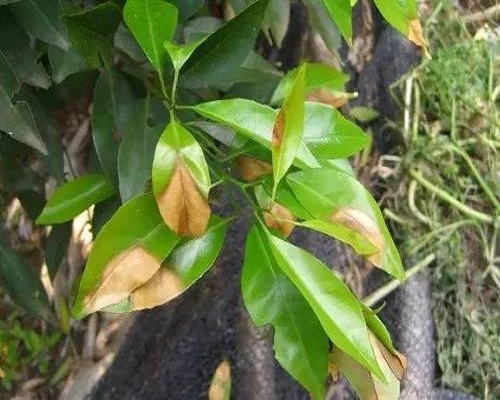 柑橘炭疽病,叶面肥