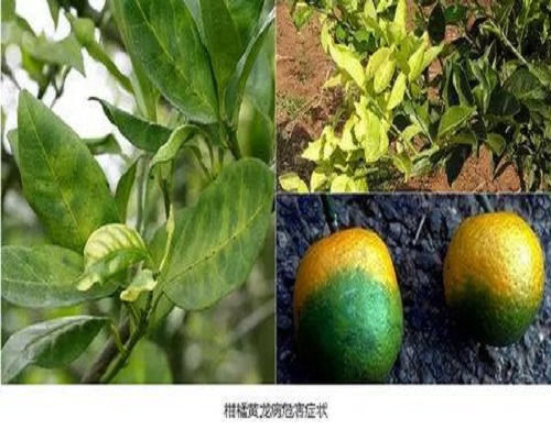 柑橘黄龙病,微生物菌剂
