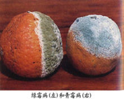 柑橘青霉病和绿霉病,水溶肥厂家
