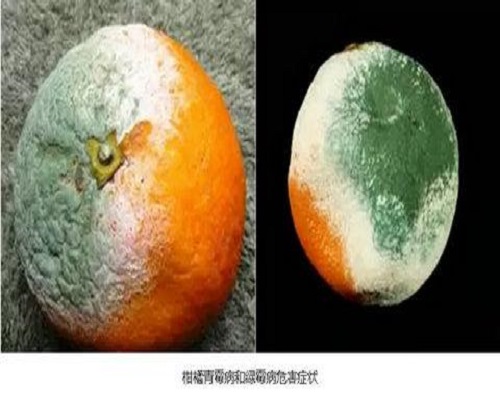 柑橘青霉病和绿霉病,叶面肥价格