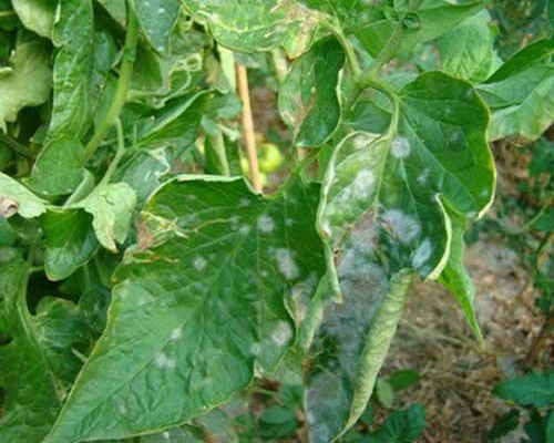 番茄白粉病,大量元素水溶肥十大名牌
