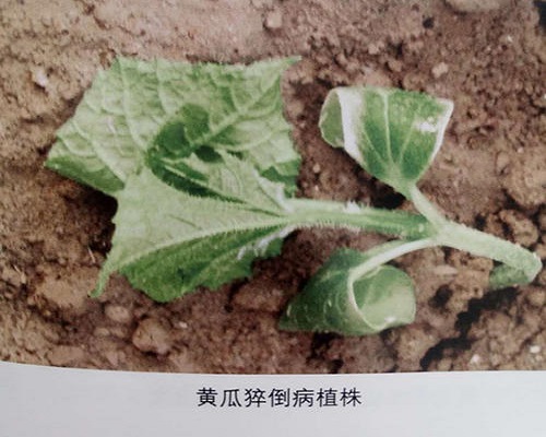 黄瓜猝倒病,冲施肥
