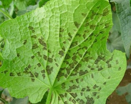 黄瓜霜霉病,微生物菌剂