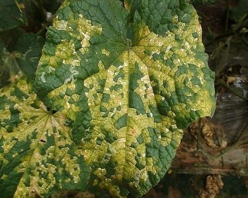 黄瓜霜霉病,水溶肥批发