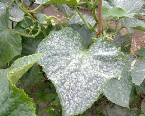 黄瓜白粉病,大量元素水溶肥料