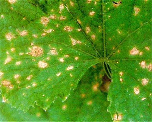 黄瓜黑斑病,微生物菌剂前十名