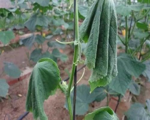 黄瓜枯萎病,冲施肥与水溶肥的区别