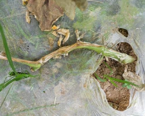 黄瓜蔓枯病,微生物菌剂前十名