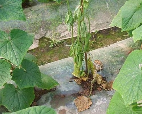 黄瓜菌核病,微生物菌剂与菌肥区别 黄瓜菌核病,微生物菌剂与菌肥区别