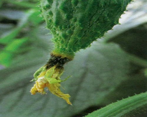  黄瓜棉腐病,冲施肥的使用方法