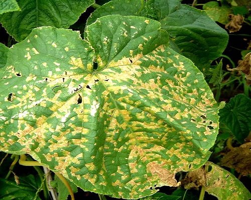 黄瓜细菌性角斑病,大量元素水溶肥料作用