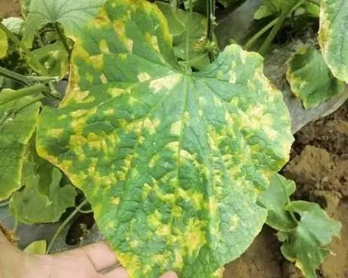 黄瓜细菌性角斑病,水溶性肥料价格