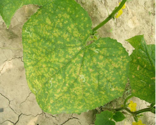 黄瓜细菌性角斑病,大量元素水溶肥料批发