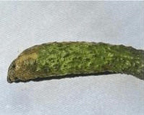 黄瓜软腐病,大量元素水溶肥料100强 黄瓜软腐病,大量元素水溶肥料100强