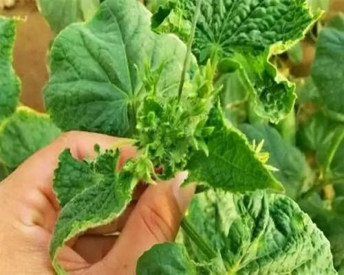 黄瓜花打顶,果树叶面肥 黄瓜花打顶,果树叶面肥