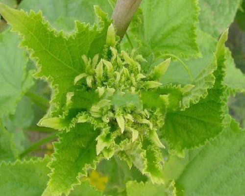 黄瓜花打顶,大量元素水溶肥 黄瓜花打顶,大量元素水溶肥