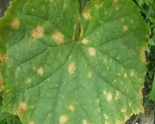 黄瓜二氧化硫为害,大量元素水溶肥标准 黄瓜二氧化硫为害,大量元素水溶肥标准