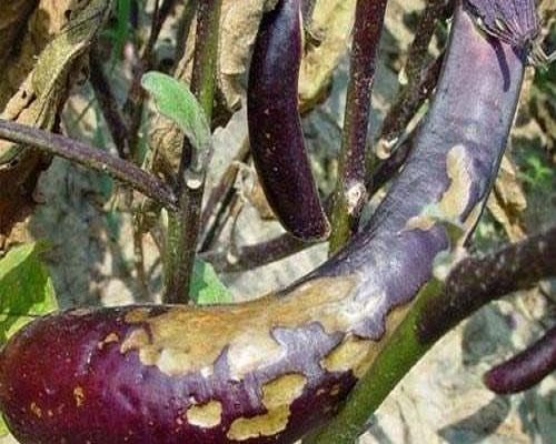 茄子绵疫病,叶面肥喷施注意事项