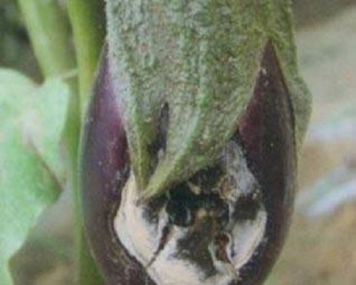 茄子炭疽病,国内水溶肥厂家排名