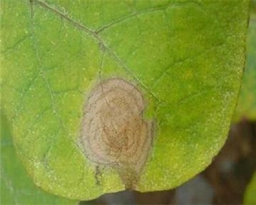 茄子灰霉病,叶面肥批发 茄子灰霉病,叶面肥批发