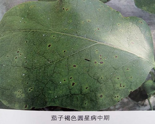 茄子褐色圆星病,桶装冲施肥